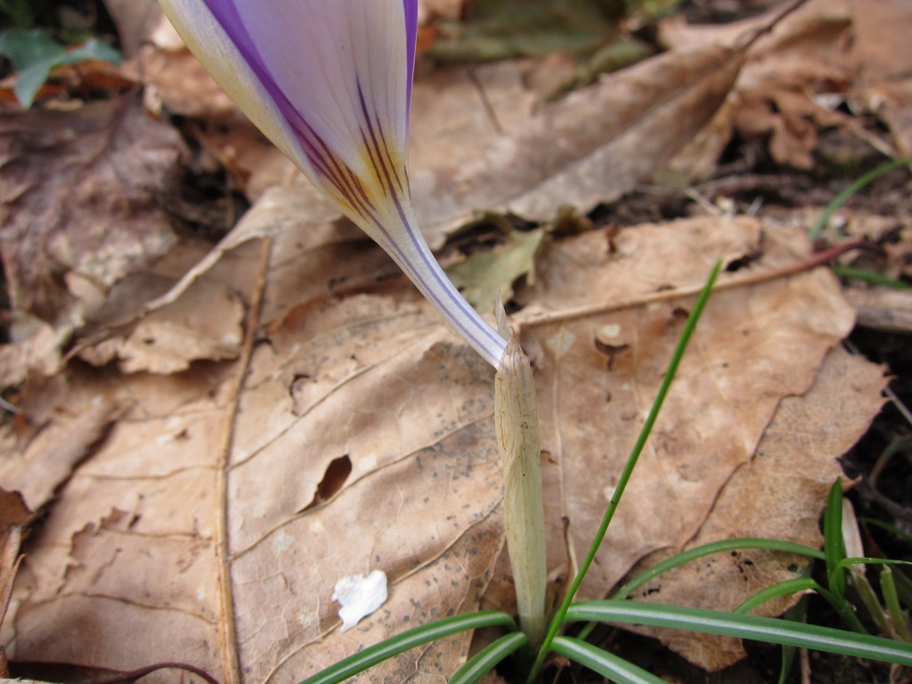 Crocus imperati Ten. / Zafferano d'' Imperato